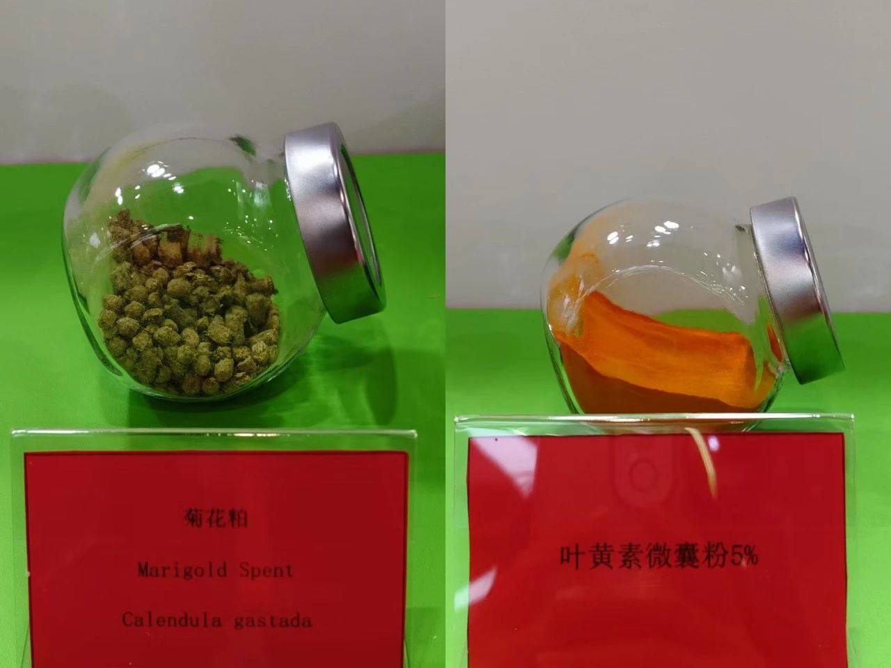 大港澳安卓下载